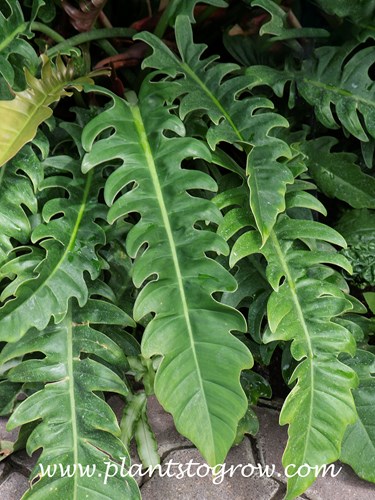 Tiger Tooth Philodendron (Philodendron x narrow)